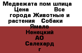 Медвежата пом шпица › Цена ­ 40 000 - Все города Животные и растения » Собаки   . Ямало-Ненецкий АО,Салехард г.